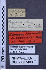 Etiketten zu Hypnoidus kuldzhensis (NHMW-ZOO-COL-0007408)